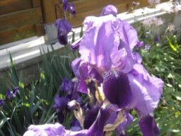 bel_iris_20211127_1692173538
